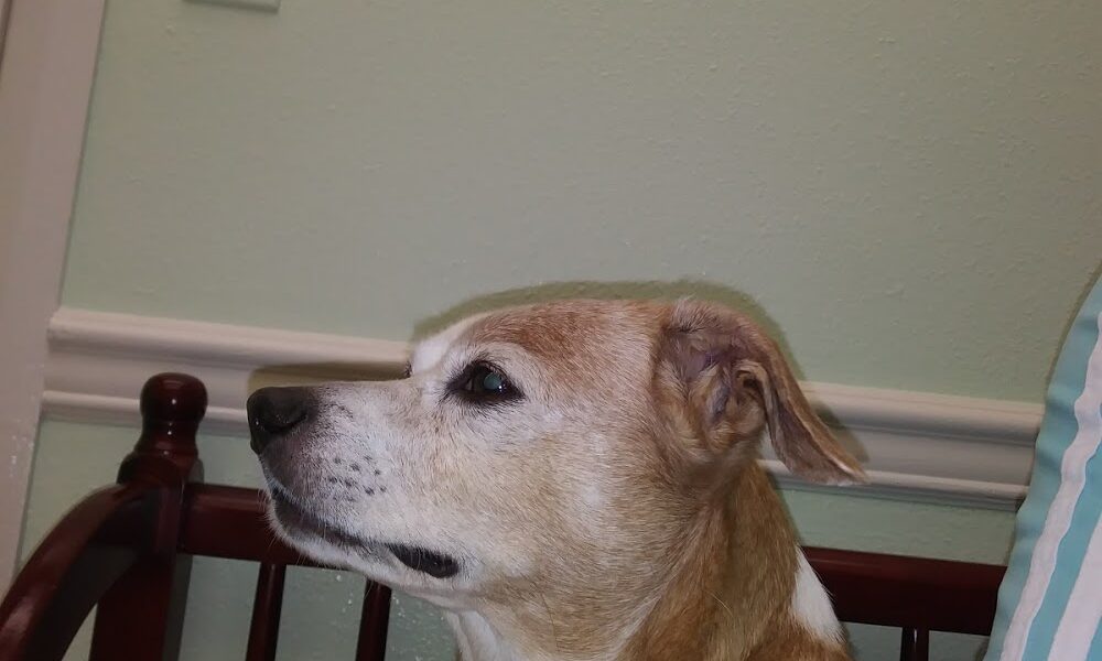 Lake Worth Animal Hospital