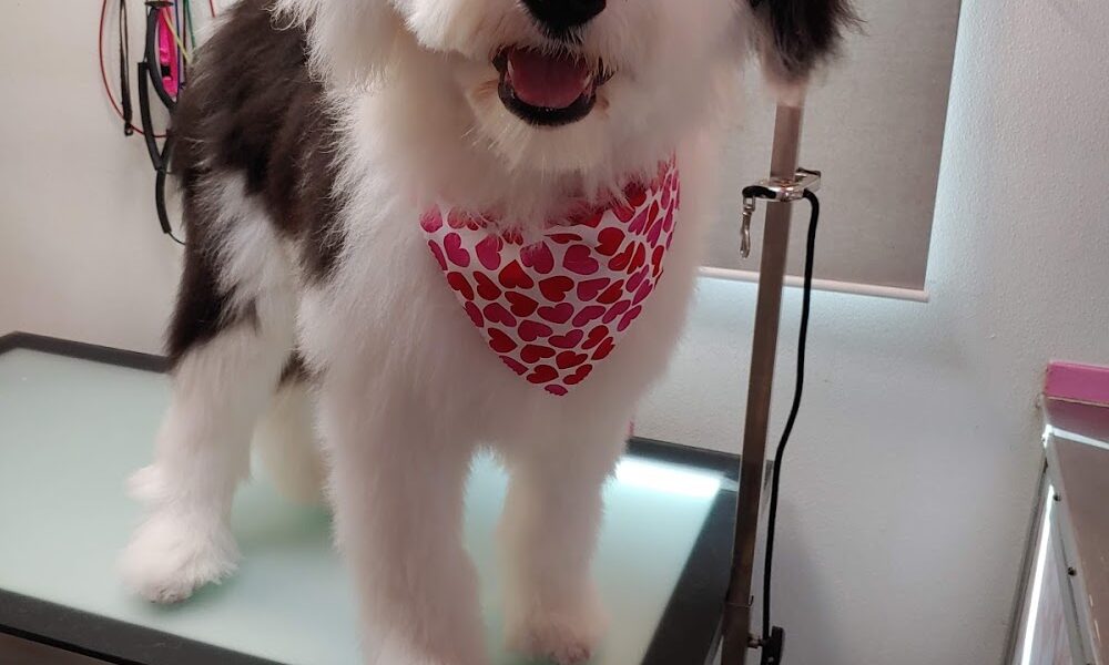 Naples Mobile Grooming