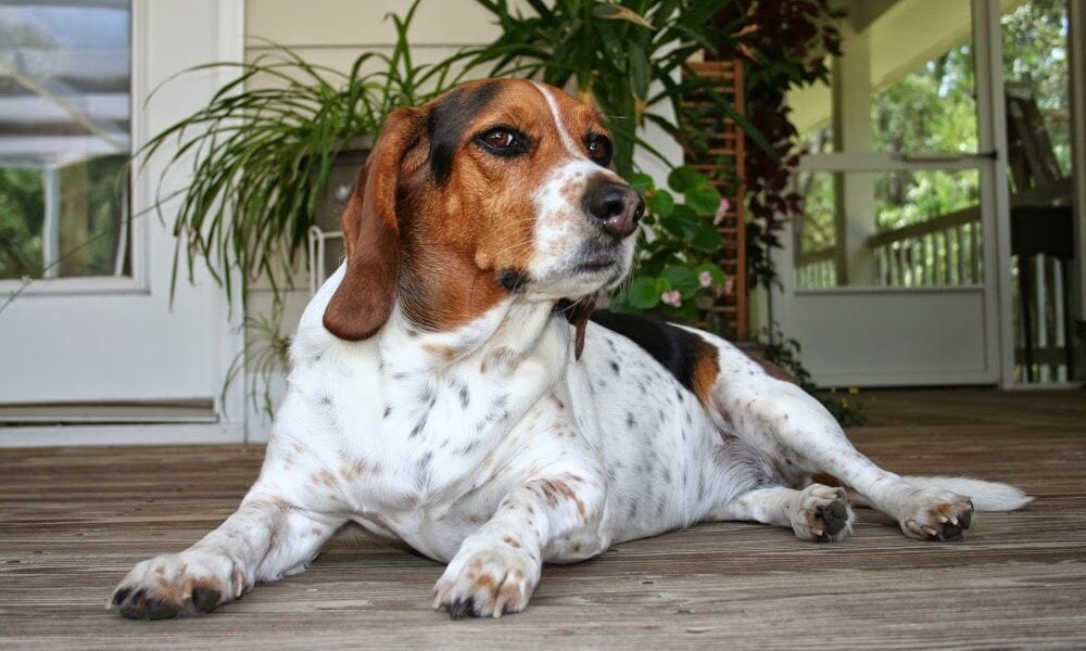 Navarre Animal Hospital