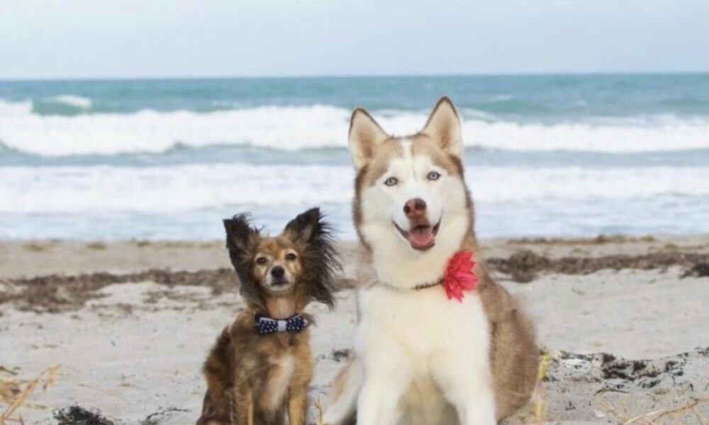 Northlake Animal Hospital