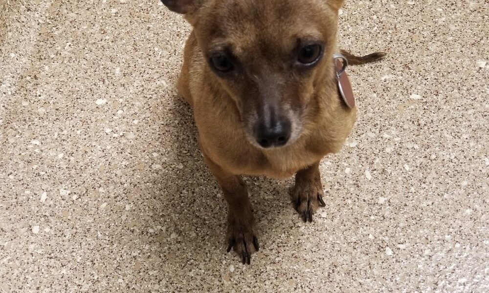 Okaloosa Animal Clinic