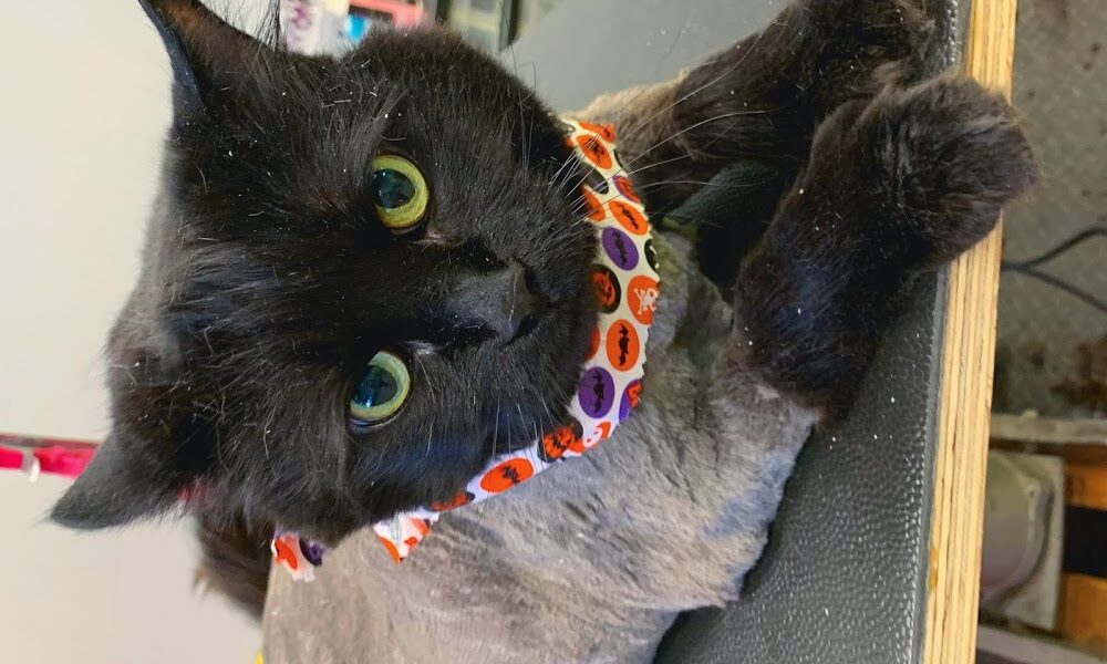 Pet Grooming & More