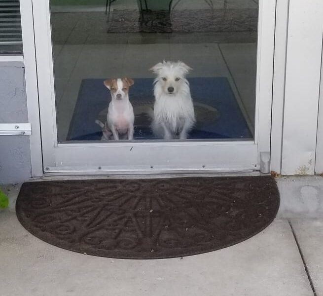 Pet Wellness Center LLC