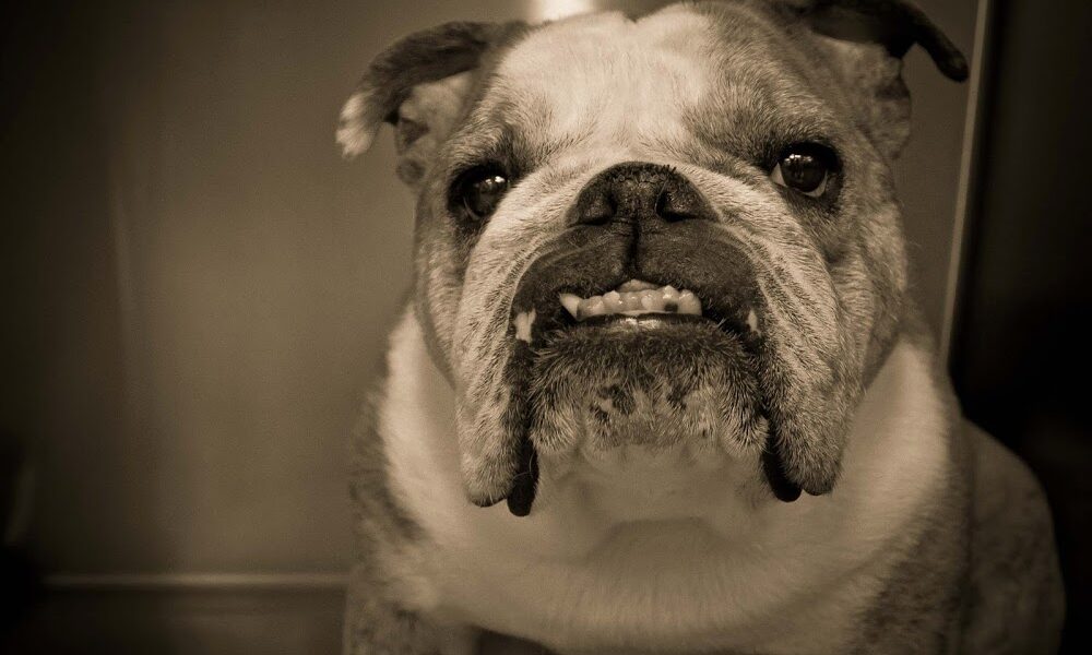 Planet Pet Animal Hospital