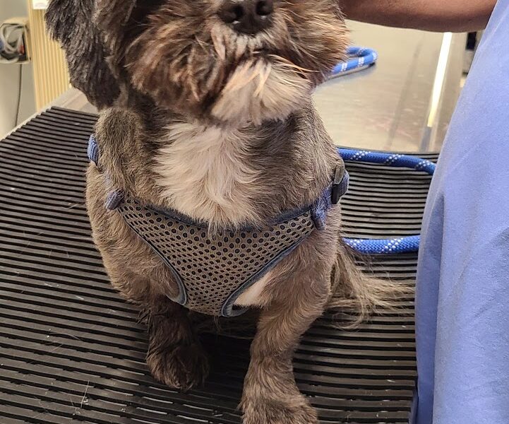 Seaside Veterinary Clinic