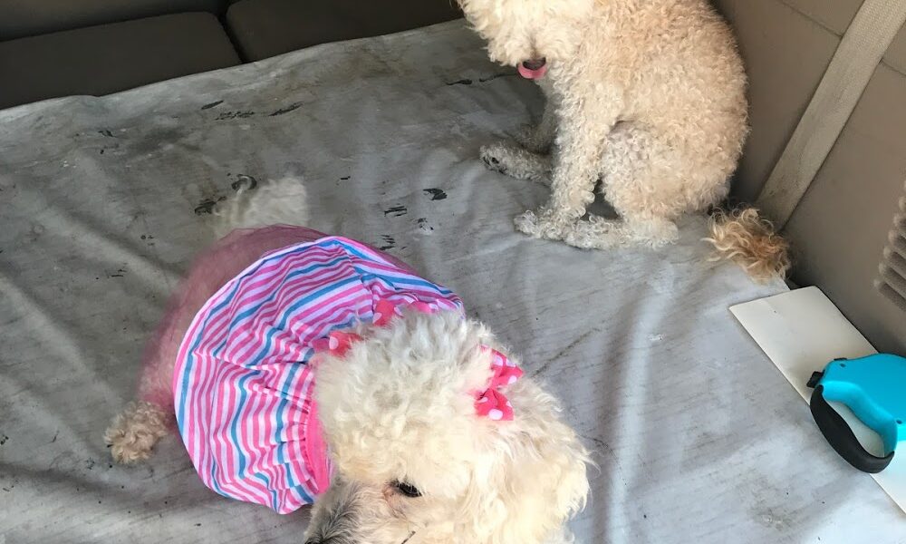 Sherry’s Pet Grooming