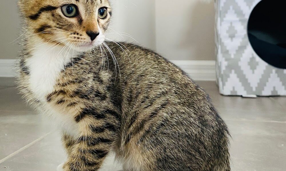 Suntree Animal Clinc