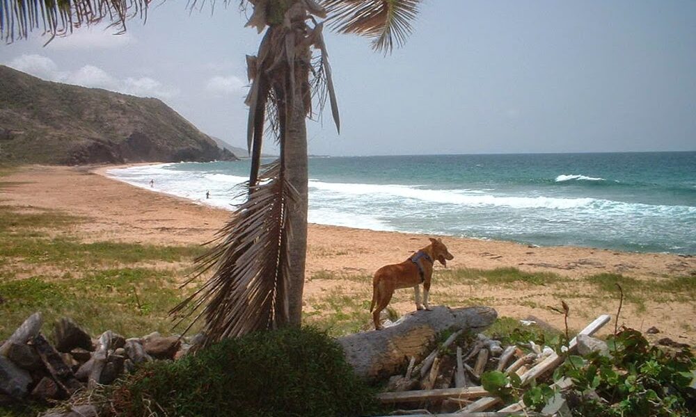 Surfside Pet Hospital