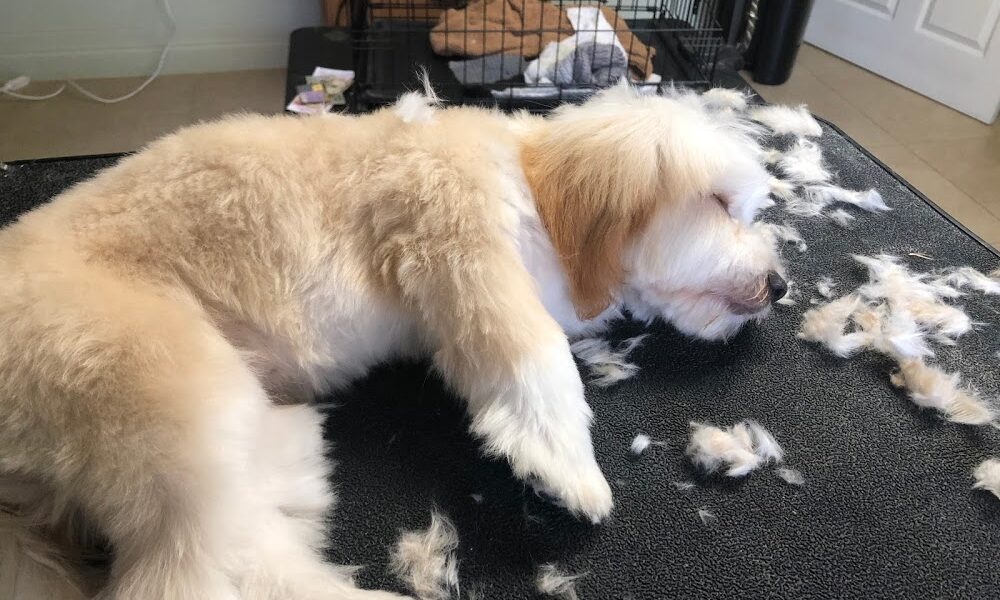 The Grooming Table