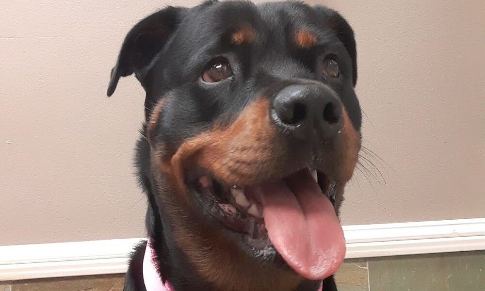 VCA Tri-County Animal Hospital