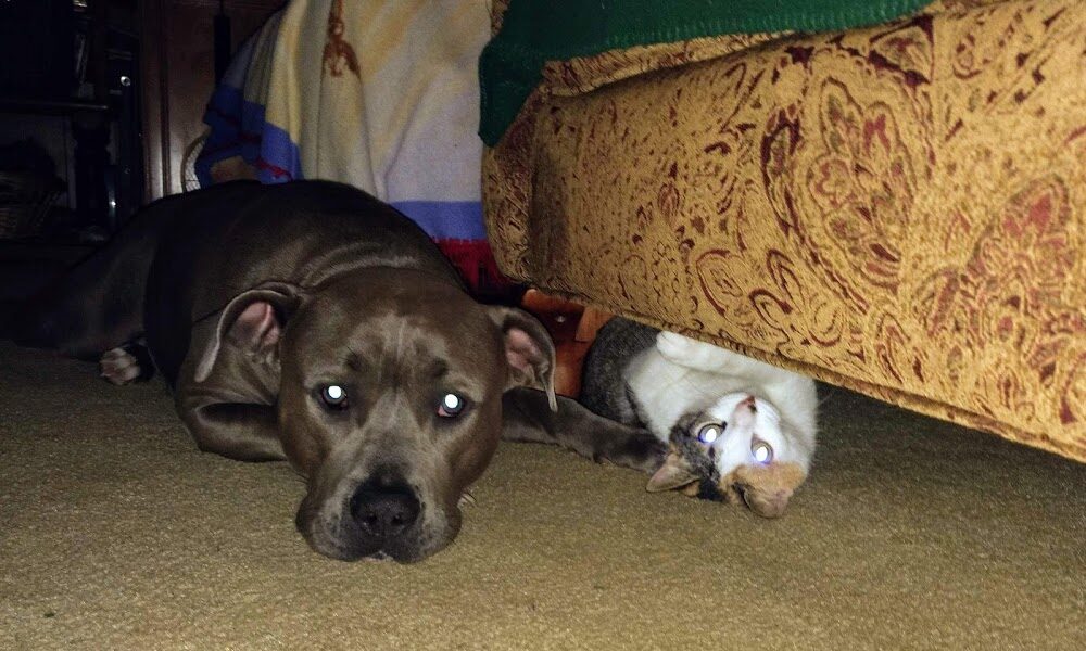 Walton County Animal Clinic