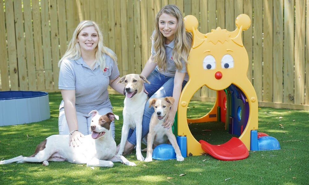 Amelia Pointe Animal Hospital & Daycare