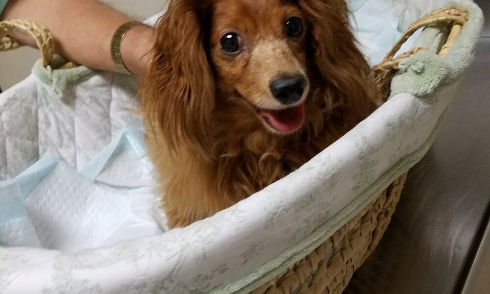 Animal Clinic of Leesburg