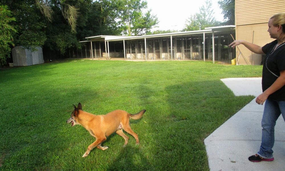 Apopka Veterinary Clinic