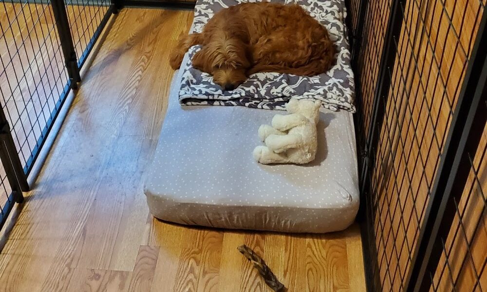 Bark Town & Kitty City, LLC