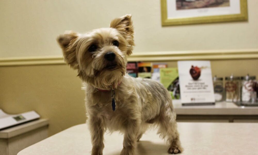 Bearss Animal Clinic
