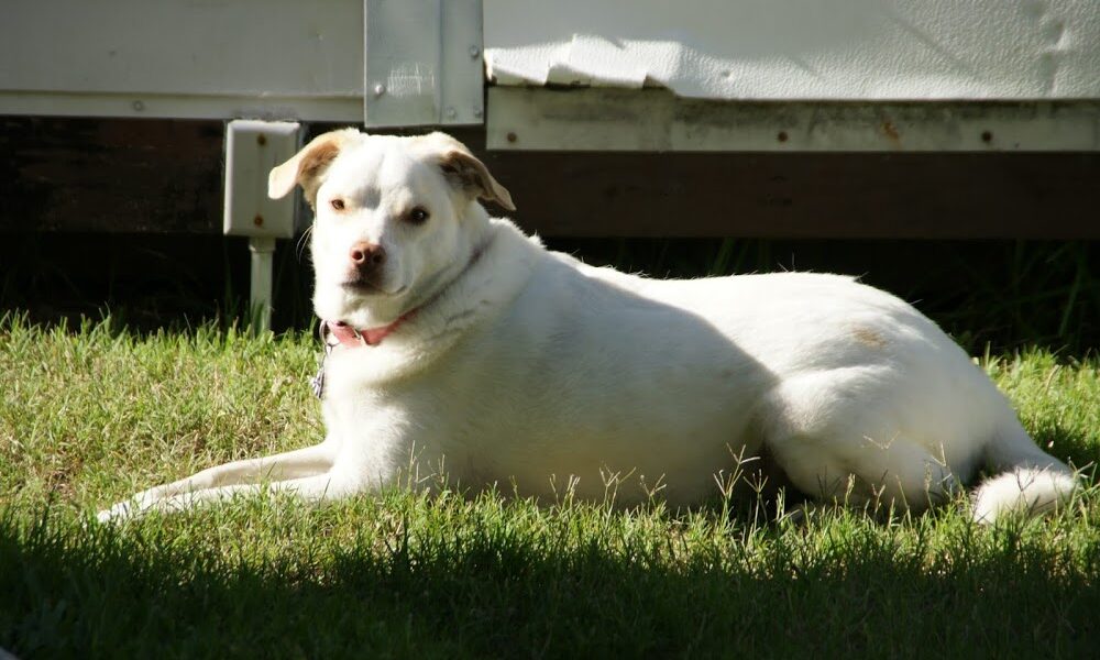 Beltway Animal Hospital