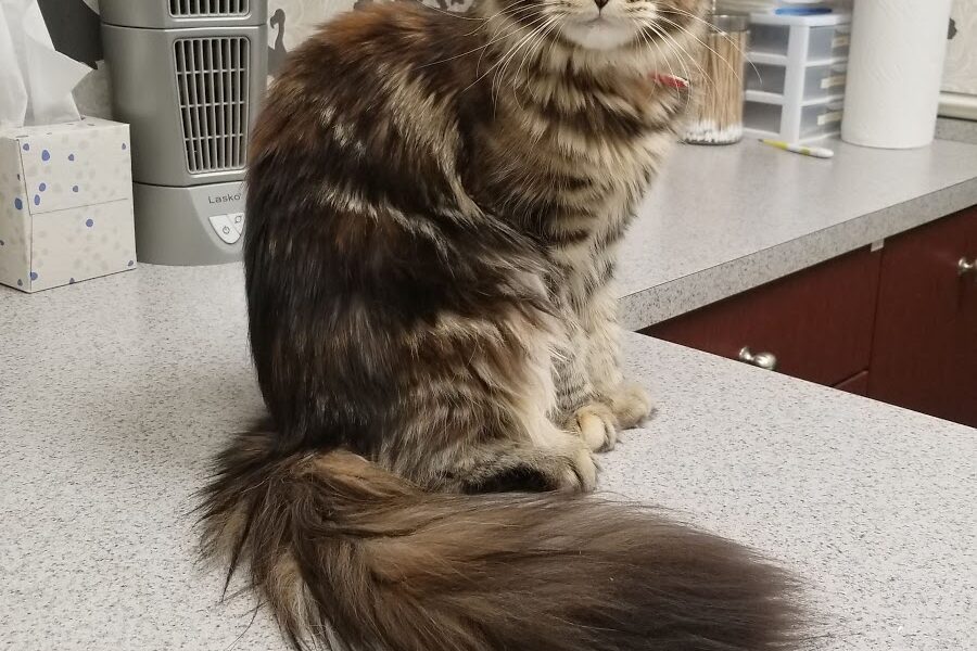 Boyette Animal Hospital