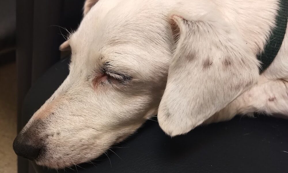 Braden River Animal Hospital