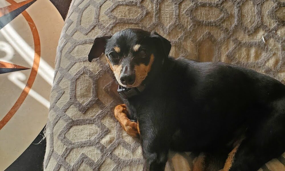 Bradenton Veterinary Emergency
