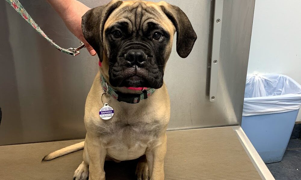 Brentwood Animal Clinic