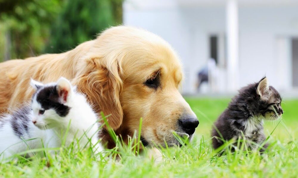 DPC Veterinary Hospital