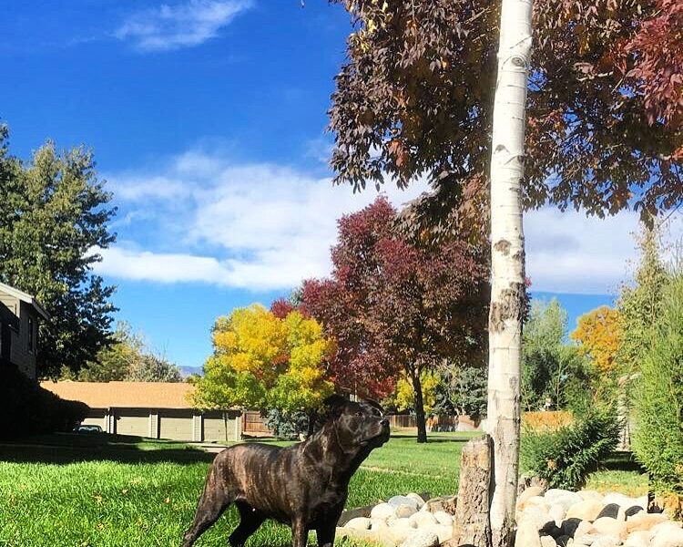 East Coast Veterinary Surgery, LLC