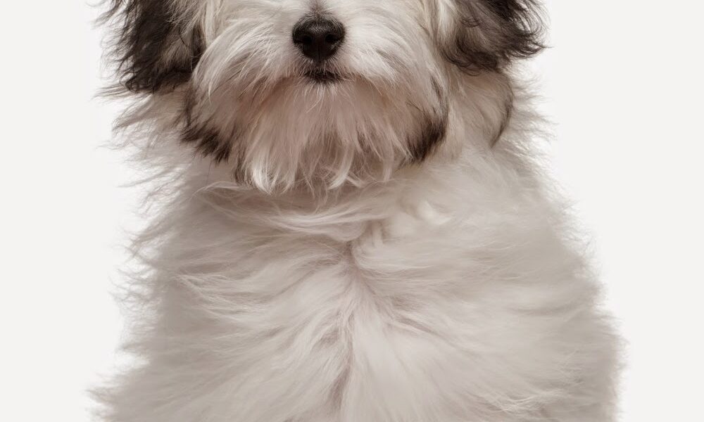 East Orlando Animal Hospital