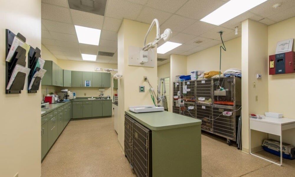 Four Paws Veterinary Hospital