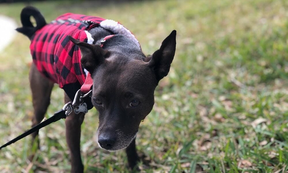 Gotta Go! In-Home Pet Sitting