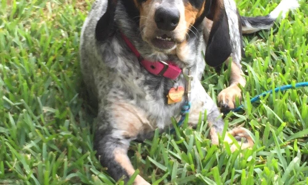 Happy Tails & Beyond Pet Care