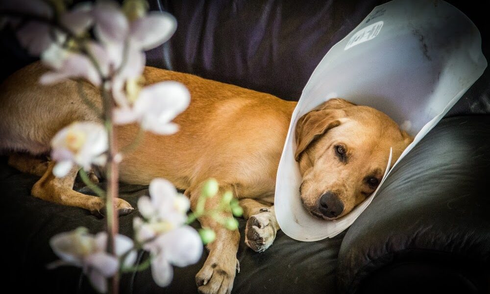 Harmony Vet Care