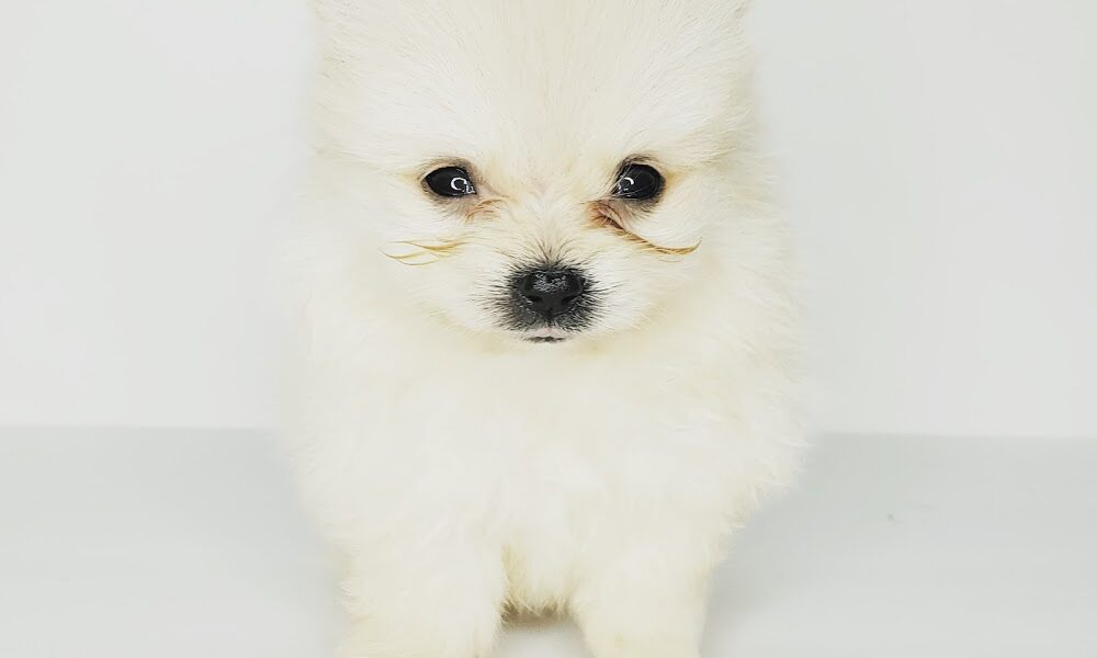 Hialeah Animal Clinic