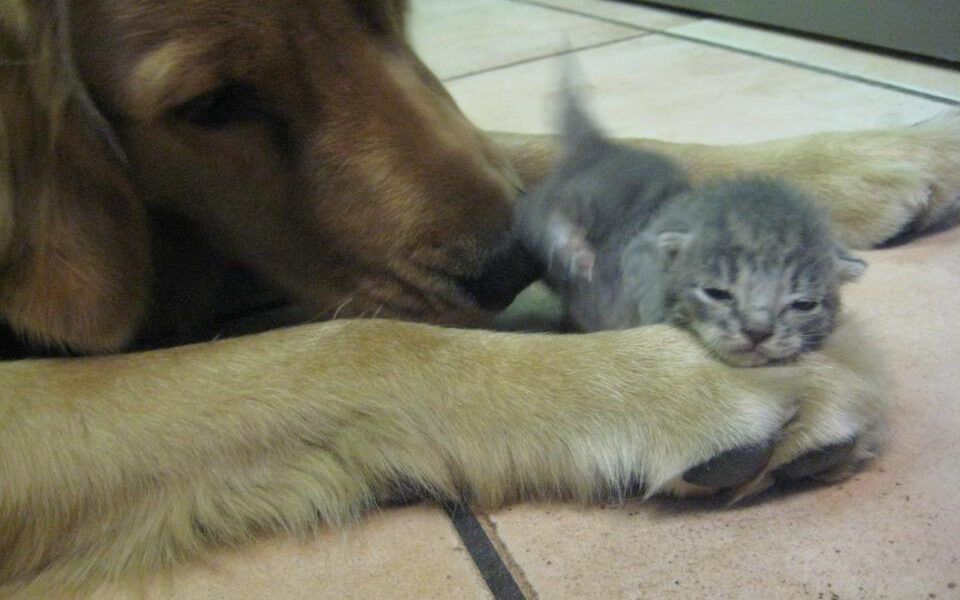 Island Veterinary Hospital
