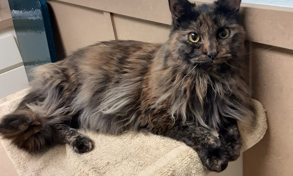 Oakhurst Veterinary Hospital
