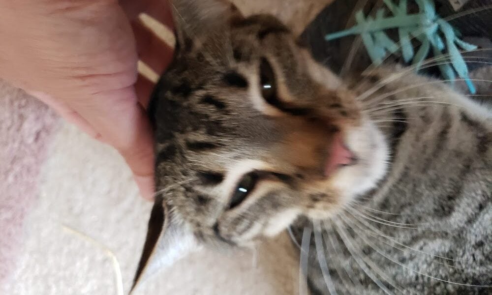 Ocala Pet Sitting LLC