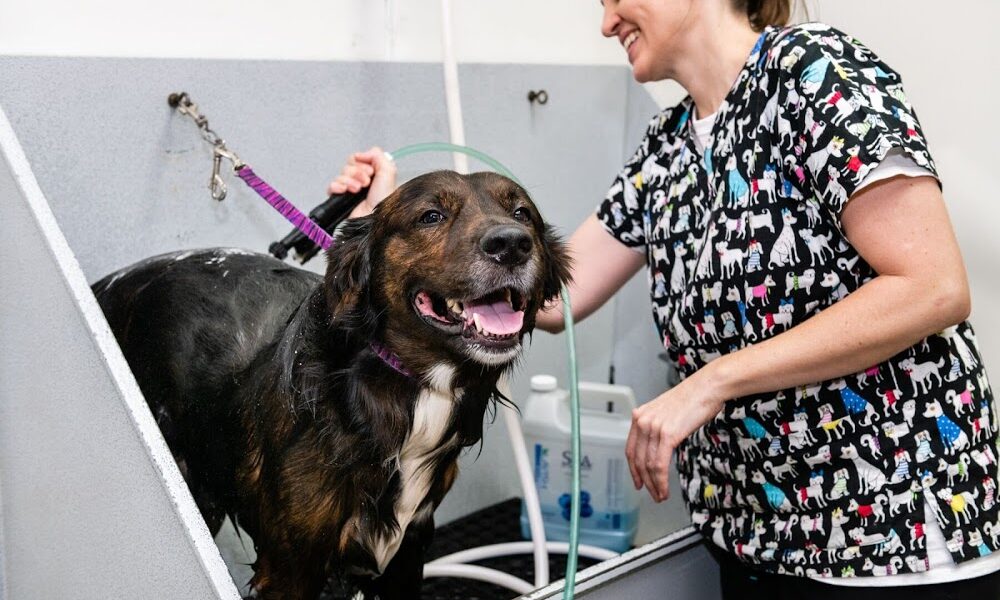 Pawfection Connection Pet Resort & Salon
