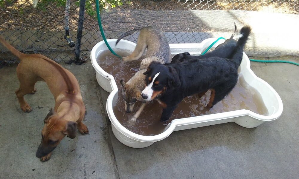 Pawsh Pet Resort & Spa