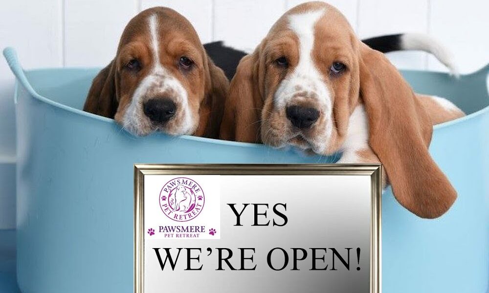 Pawsmere Pet Retreat | Dog Grooming | Pet Boarding