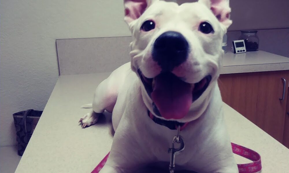 Peace River Veterinary Clinic: Degrove Reece Julie DVM