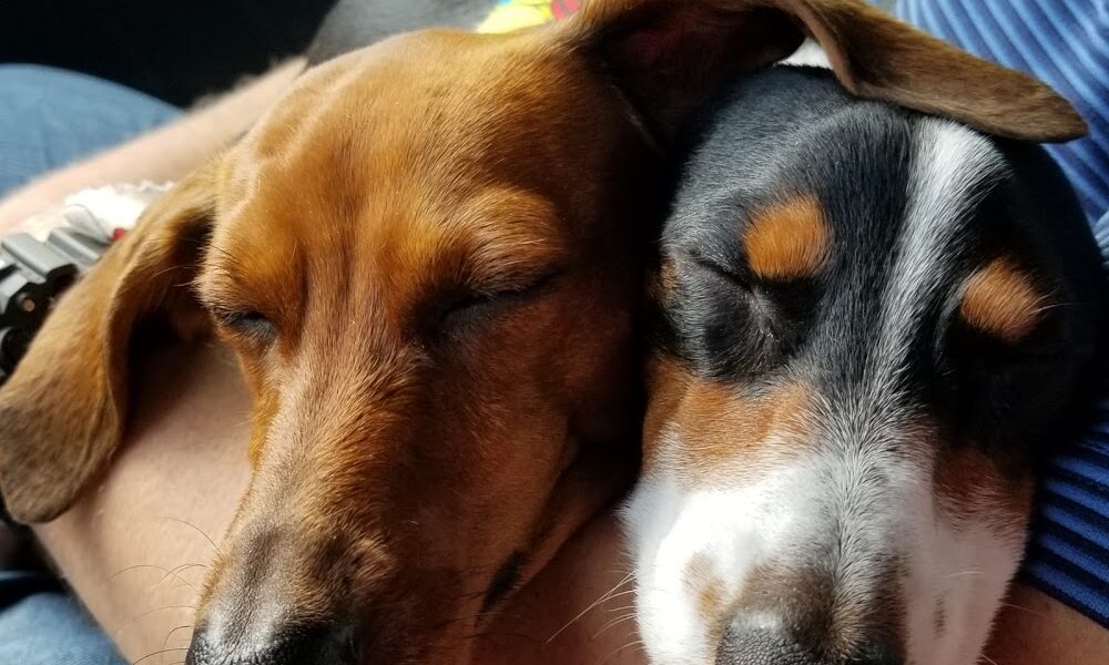 Poinciana Pet Clinic