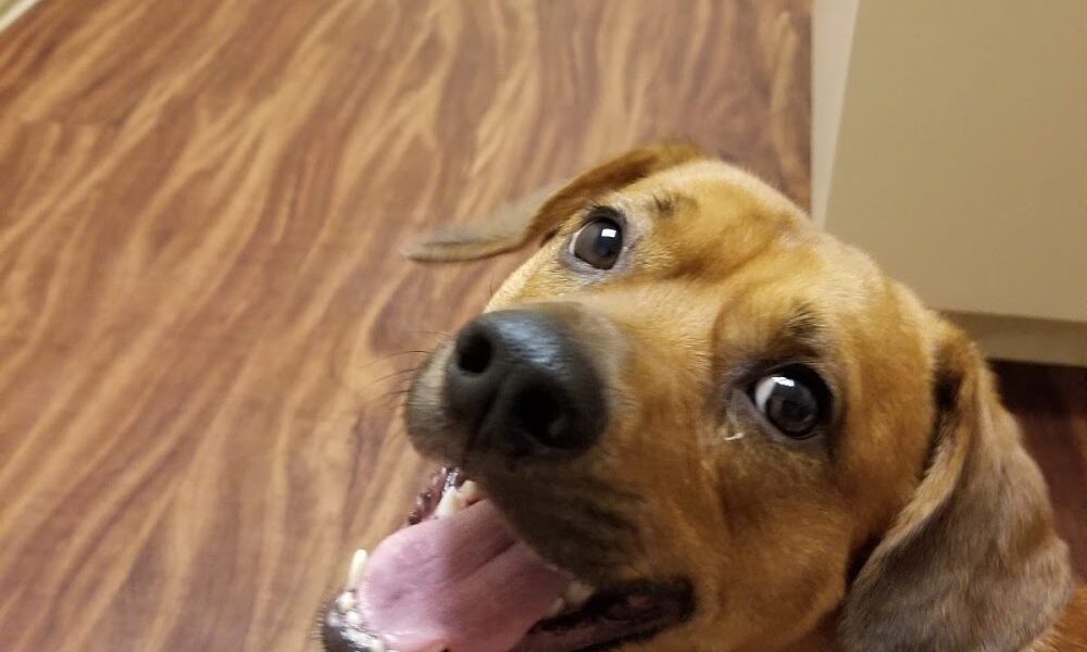 Polo Park Animal Hospital