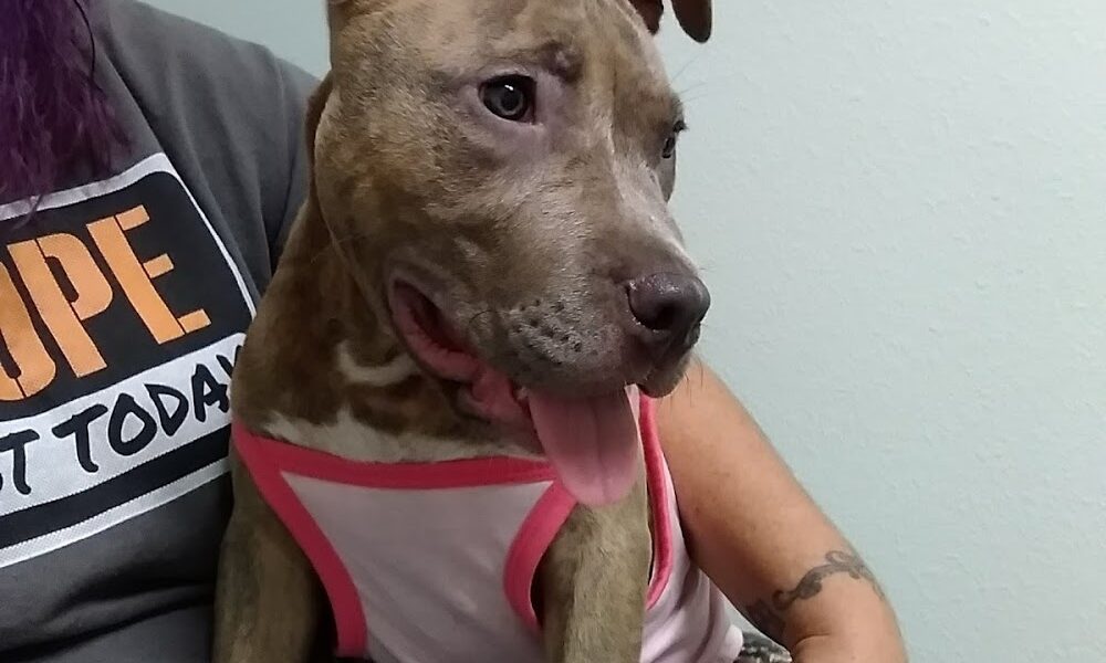 Ridge Veterinary Hospital