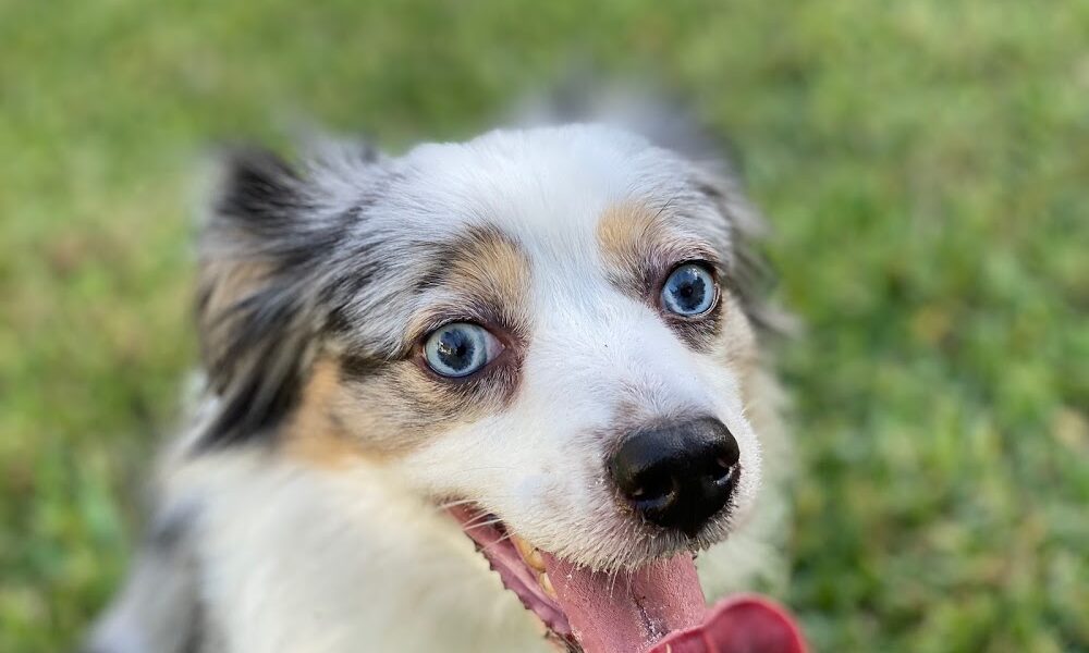 Royal Palm Veterinary Hospital
