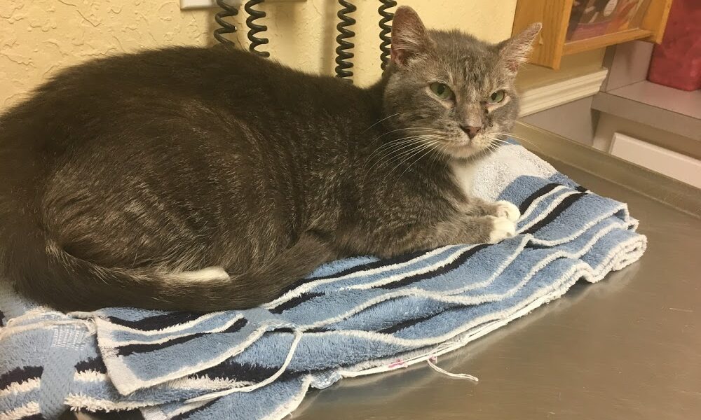 Santa Cruz Animal Clinic