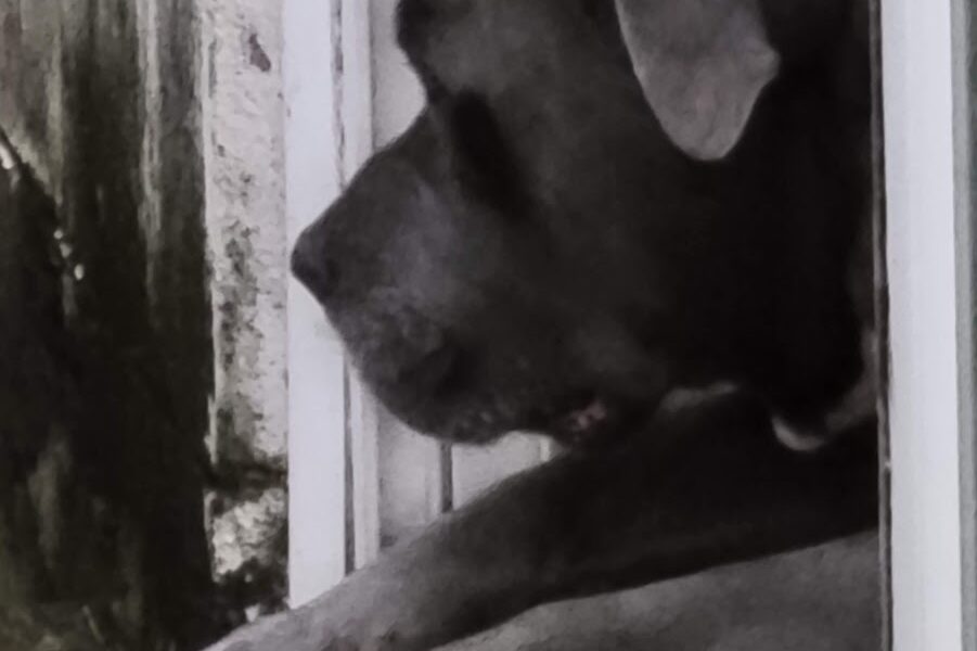 Suncoast Veterinary Clinic