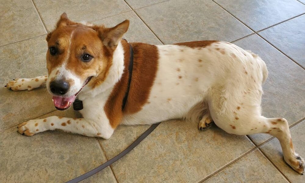 Veterinary Surgical Specialists