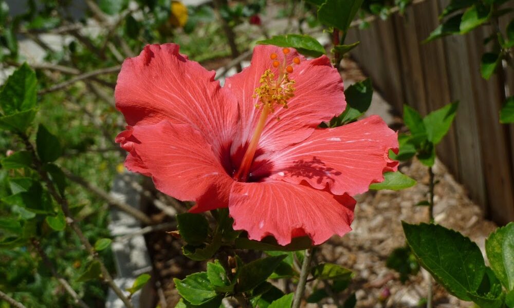 Natural Hearing Solutions